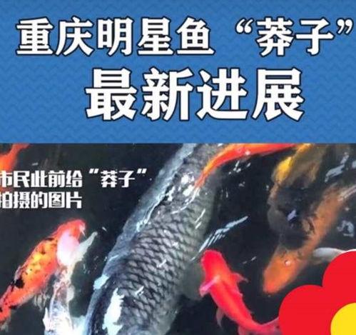 最新偷鱼爆料事件新闻报道,揭秘网络爆料背后的真相与争议