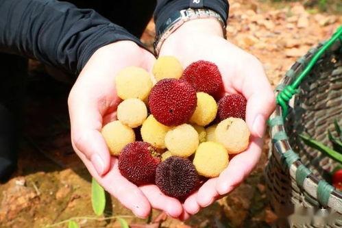 藿藿最新技能爆料,解锁神秘力量,战力再升级!